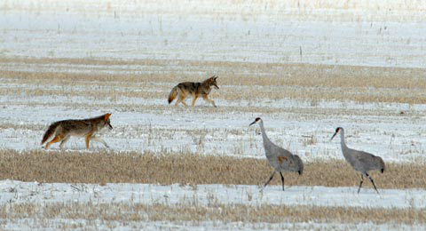 Tule Lake NWR, Modoc County