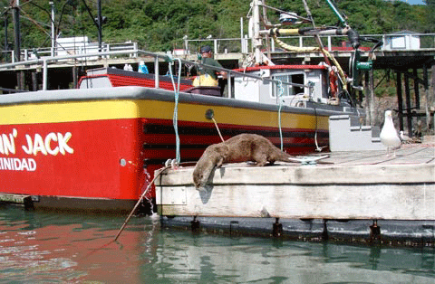 Trinidad Harbor, Humboldt County